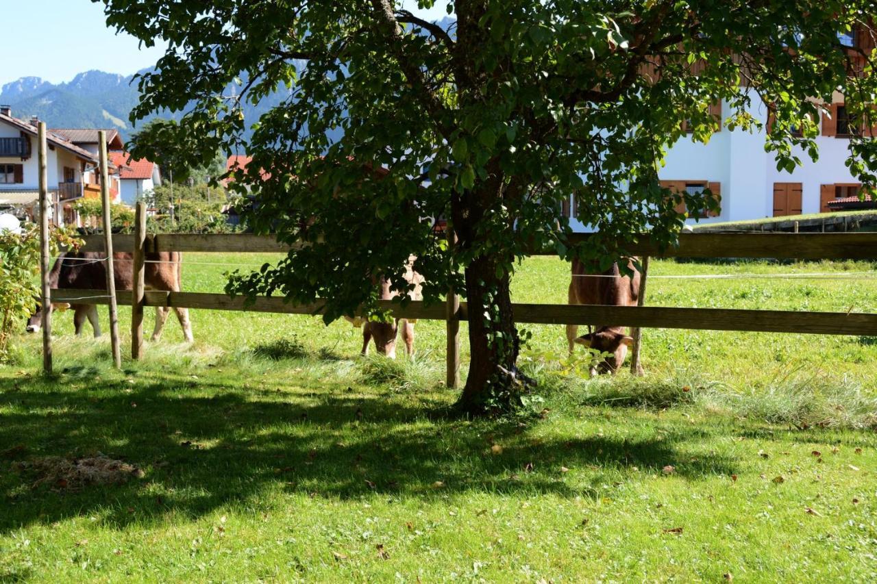 Gaestehaus Wild-Schuetz Schwangau Dış mekan fotoğraf